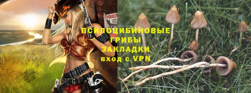 Галлюциногенные грибы Psilocybine cubensis  Северодвинск 